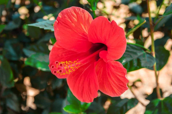 Detaljer Hibiskusblomsten Hibiscus – stockfoto