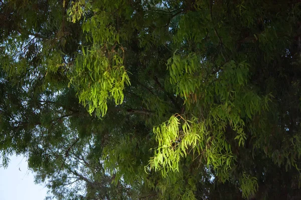 Eucaliptus Arbre Méditerranée — Photo