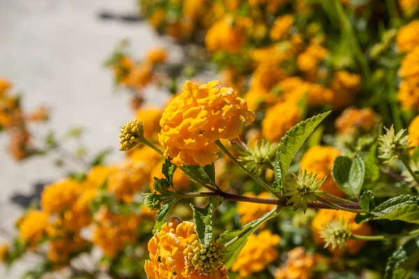 Barevné Lantana Camara Květiny — Stock fotografie