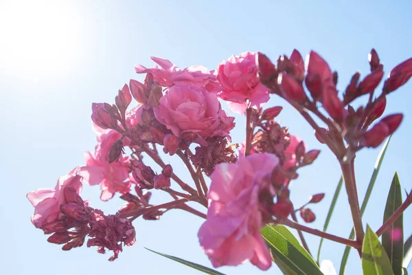 Dolce Oleandro Fiore Alloro Rosa Con Permesso Nerium Oleander — Foto Stock