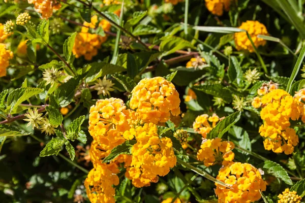 Flores Coloridas Camara Lantana — Fotografia de Stock