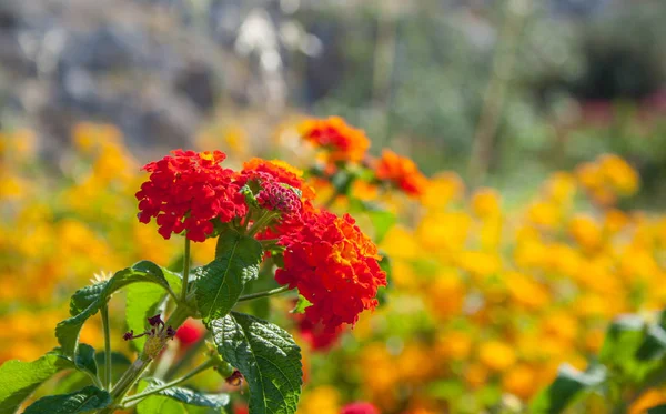 Kolorowe Lantana Camara Kwiaty — Zdjęcie stockowe