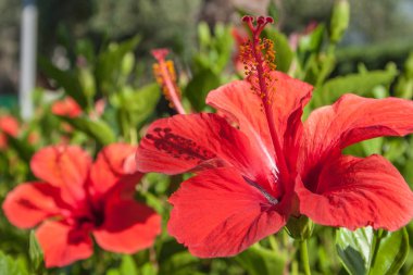 Amberçiçeği detayı, Hibiscus