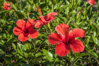 Amberçiçeği detayı, Hibiscus