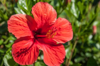 Amberçiçeği detayı, Hibiscus