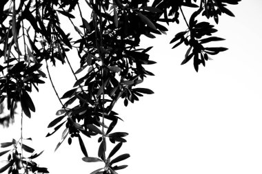 Olea europaea, Rodos Adası üzerinde yaşlı bir ağaç