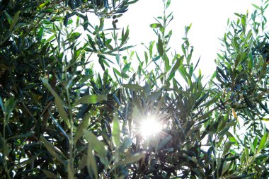 Olea europaea, Rodos Adası üzerinde yaşlı bir ağaç