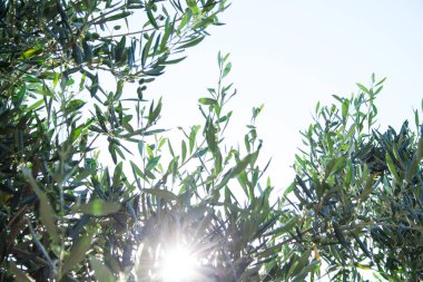 Olea europaea, Rodos Adası üzerinde yaşlı bir ağaç