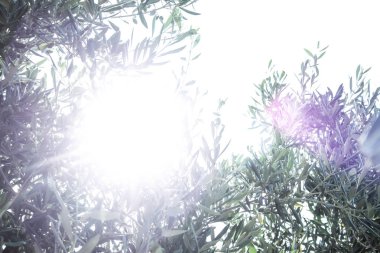 Olea europaea, Rodos Adası üzerinde yaşlı bir ağaç