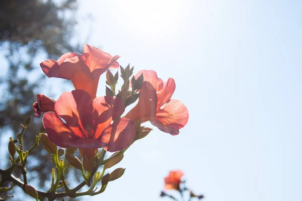Akdeniz Campsis Radicans Grandiflora Egzotik Flora — Stok fotoğraf