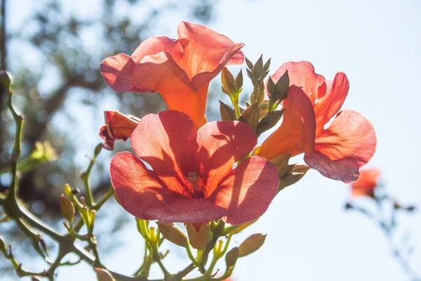 Flora Esotica Nel Mediterraneo Campsis Radicans Grandiflora — Foto Stock