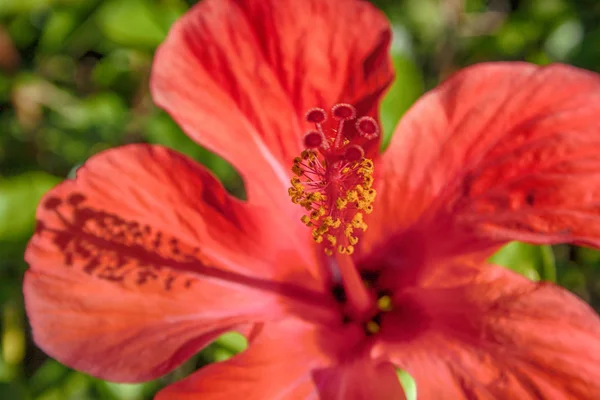 Detal Kwiatu Hibiskusa Hibiskus — Zdjęcie stockowe