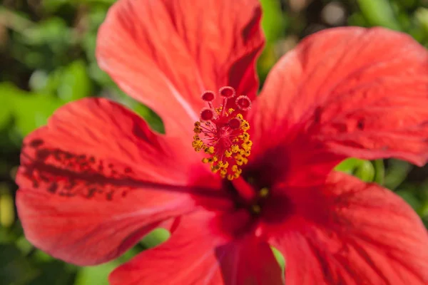 Detail Hibiscus Flower Hibiscus — Stock Photo, Image