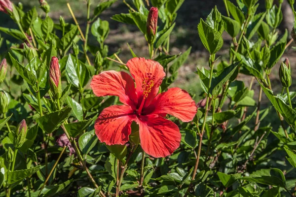 Siepe Parete Vivente Arbusti Ibisco — Foto Stock