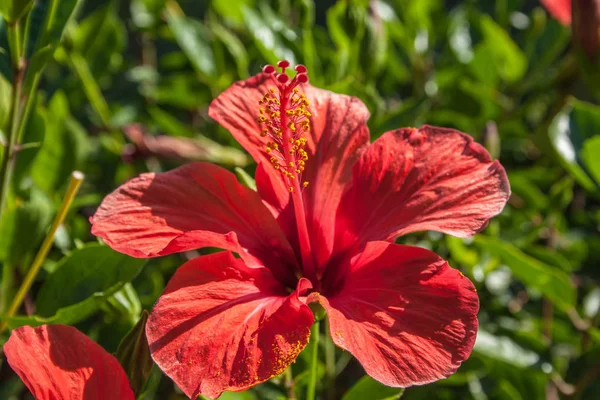 Détail Fleur Hibiscus Hibiscus — Photo