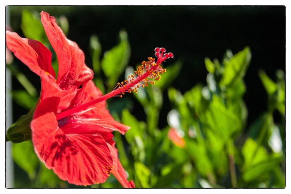 Dettaglio Del Fiore Ibisco Hibiscus — Foto Stock