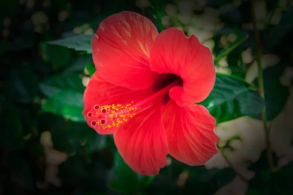 Detalle Flor Hibisco Hibiscus — Foto de Stock
