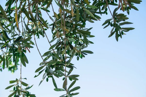 油橄榄 Rhodos 岛上的一棵老树 — 图库照片