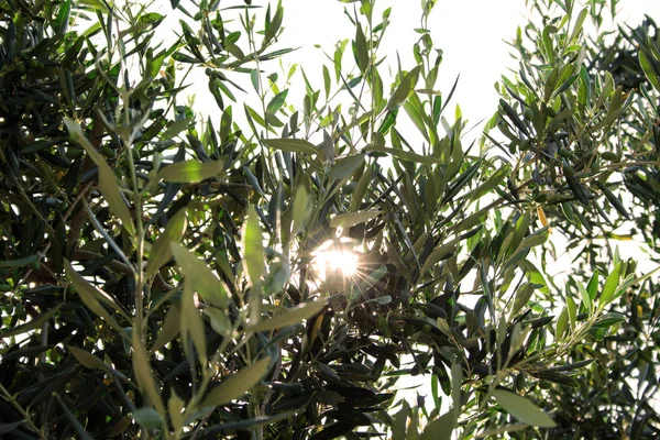 Olea Europaea Uma Árvore Velha Ilha Rhodos — Fotografia de Stock