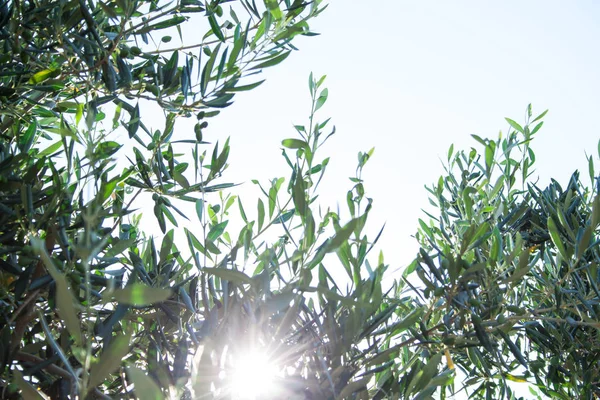 Olea Europaea Ein Alter Baum Auf Der Insel Rhodos — Stockfoto