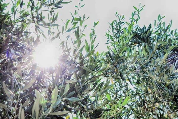 Olea Europaea Uma Árvore Velha Ilha Rhodos — Fotografia de Stock