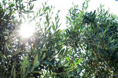Olea europaea, Rodos Adası üzerinde yaşlı bir ağaç
