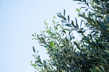 Olea europaea, Rodos Adası üzerinde yaşlı bir ağaç