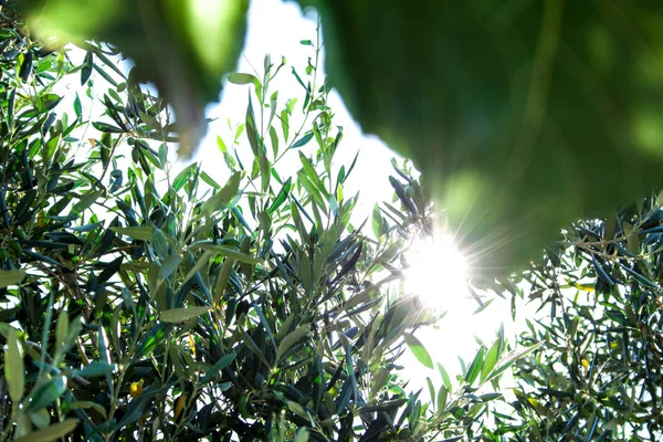 Olea europaea, Rodos Adası üzerinde yaşlı bir ağaç
