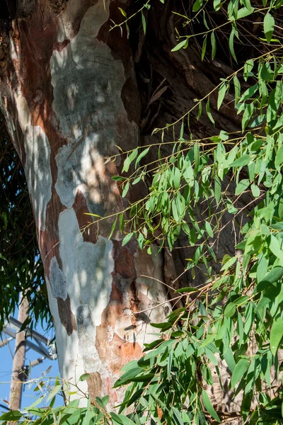 Eucaliptus Tree Mediterranea — Stock Photo, Image