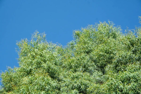 Eucaliptus Arbre Méditerranée — Photo