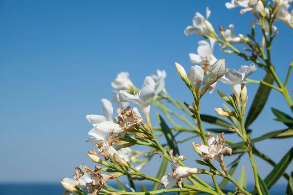 Sweet Oleander Rose Bay Flower Leave Nerium Oleander — Stock Photo, Image