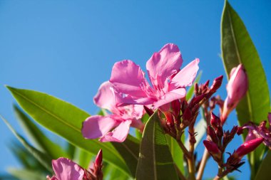 tatlı zakkum, gül defne çiçek ile bırakın. (nerium oleander l.)