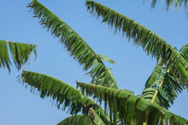 Olgun muz ağacı üzerinde bir grup. Tayland tarım plantasyonunda