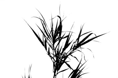 Arundo donax, siyah siluet ciğeri