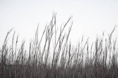 karanlık çim siluet siyah