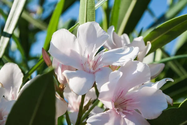 Dolce Oleandro Fiore Alloro Rosa Con Permesso Nerium Oleander — Foto Stock