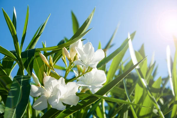 Tatlı Zakkum Beyaz Defne Çiçek Ile Bırakın Nerium Oleander — Stok fotoğraf