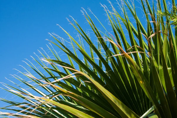 Palm Tree Beach Sea Island Rhodes — Stock Photo, Image