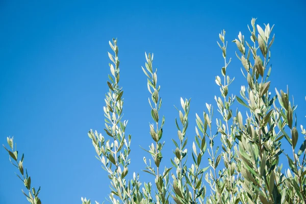 Olea Europaea Rodos Adası Üzerinde Yaşlı Bir Ağaç — Stok fotoğraf