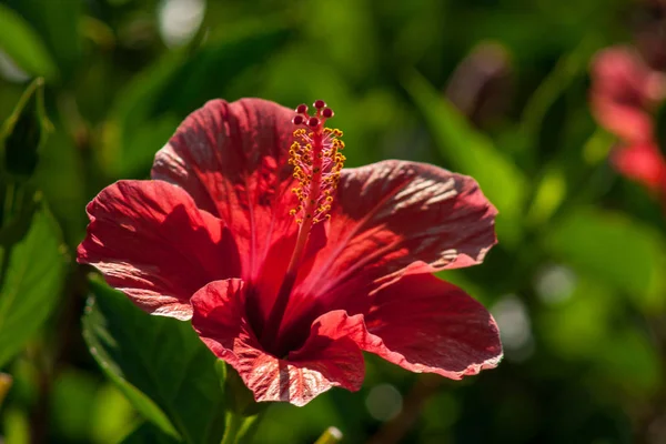 detail of hibiscus flower, Hibiscus