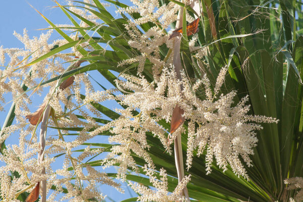 palm flowers in detail in warm countries