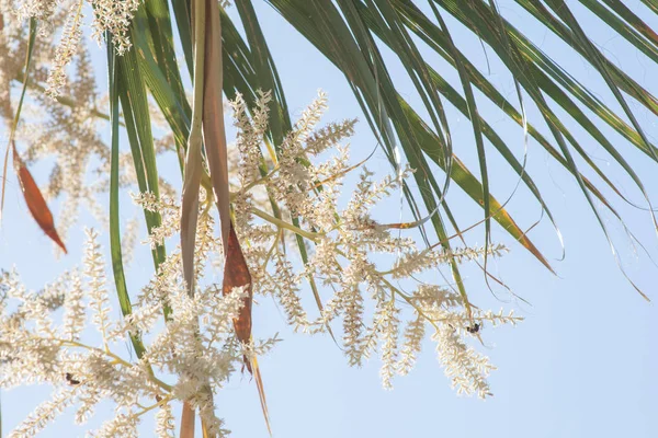Palm Flowers Detail Warm Countries — Stock Photo, Image