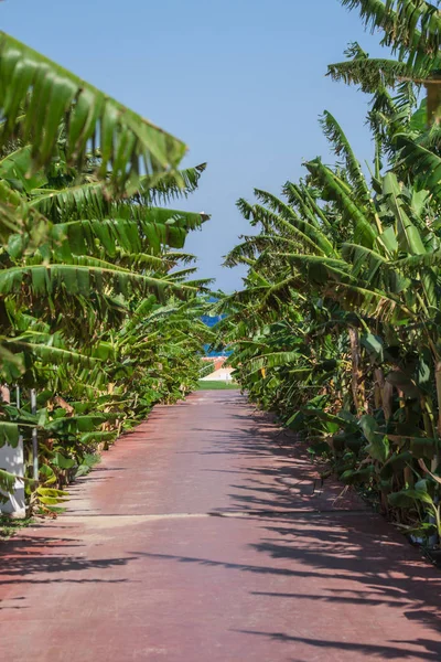 木で熟したバナナの束 タイで農業プランテーション — ストック写真