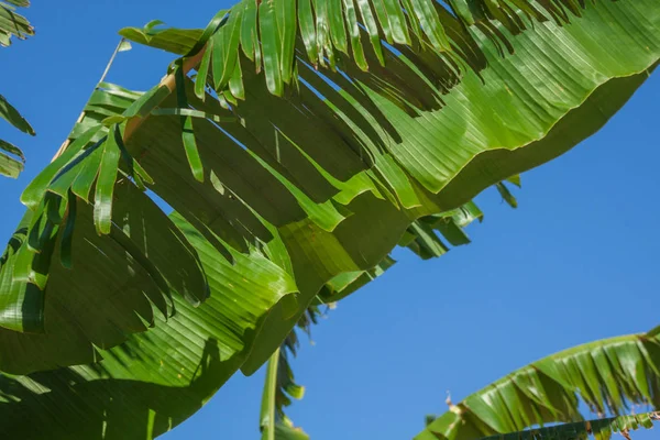 Bunch Ripe Bananas Tree Agricultural Plantation Thailand — Stock Photo, Image