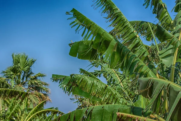 Banda Zralé Banány Stromě Zemědělská Plantáž Thajsku — Stock fotografie