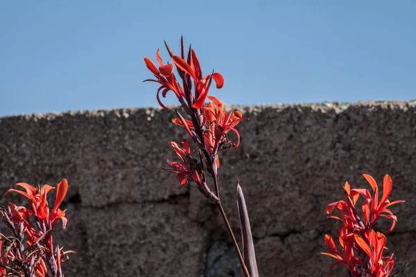 Canna Indicana Poco Desde Mar — Foto de Stock