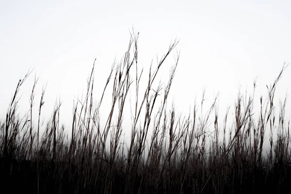 Темный Силуэт Травы — стоковое фото