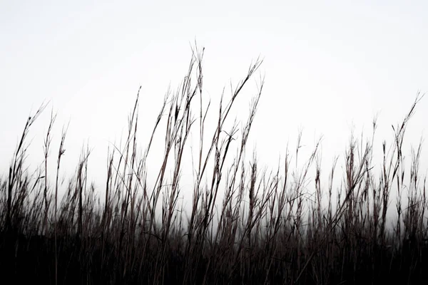 Silhueta Grama Escura Preto — Fotografia de Stock