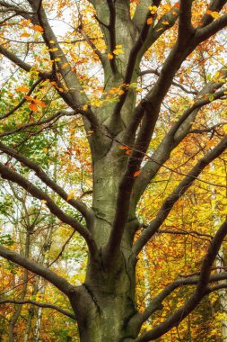 Eski büyük kayın ağacı sonbahar boyama