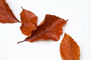 bir araba kaputa sonbahar yaprakları